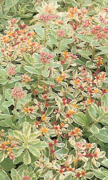 Sedum kamtchaticum variégata
